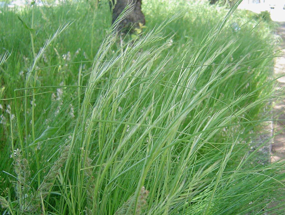 春の 野草 イネ 科