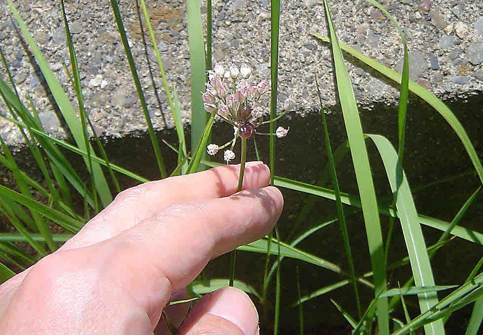 ノビルがのびる 22 5 30 雑草をめぐる物語