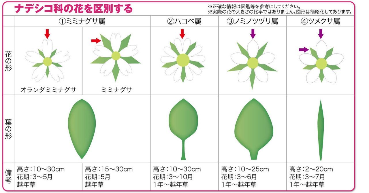 ハコベの見分け方 イラスト付き 雑草をめぐる物語