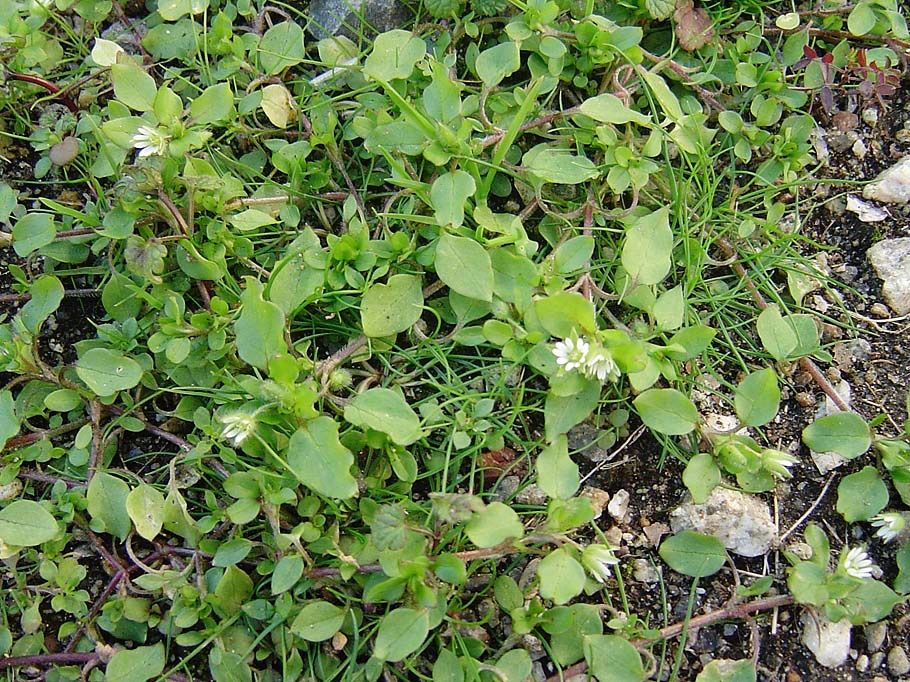 ハコベ その1 ハコベ属を見分ける 雑草をめぐる物語