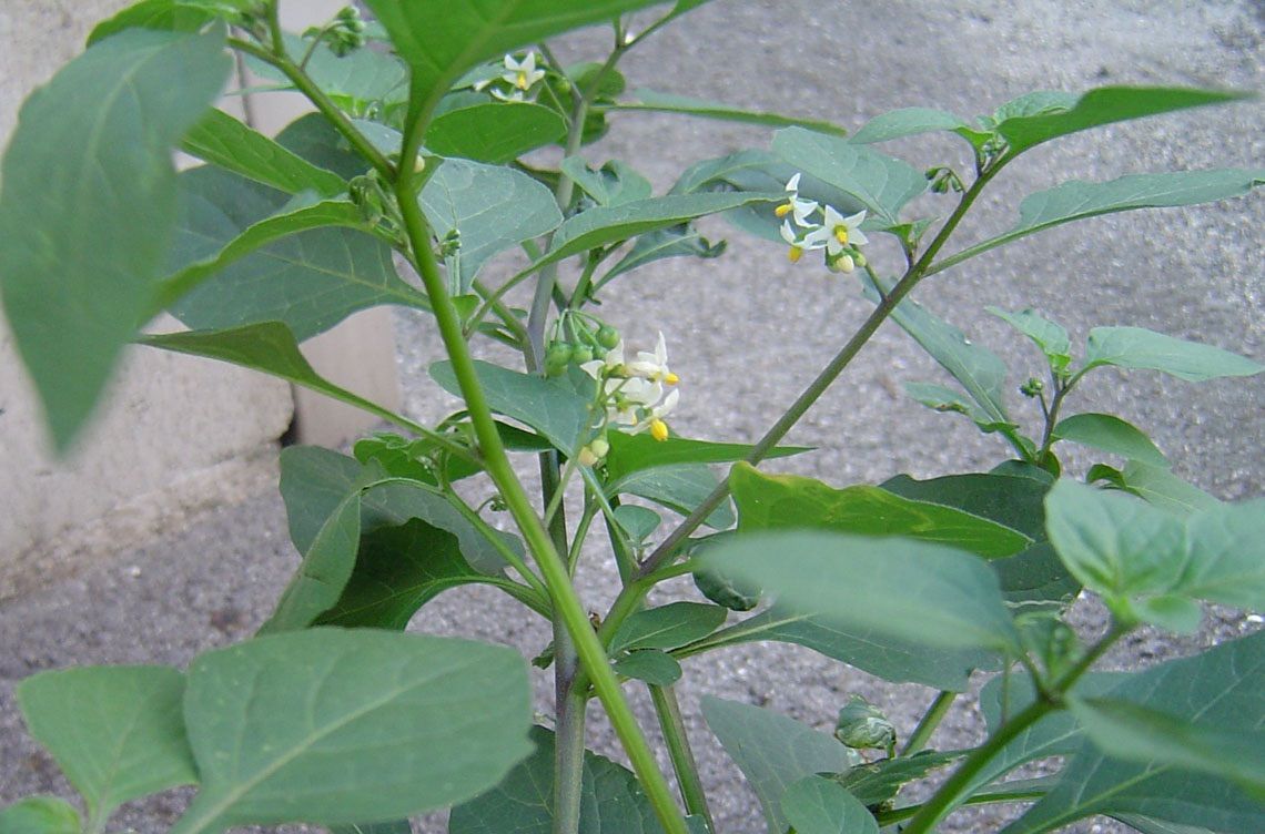 イヌホオズキをお盆の季節に考える 雑草をめぐる物語