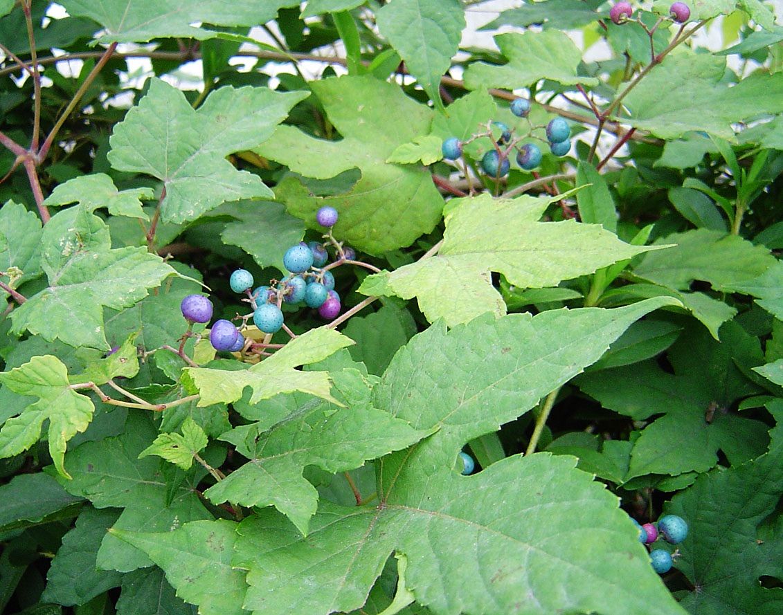 ノブドウ その2 観察日記 食べてみた 雑草をめぐる物語