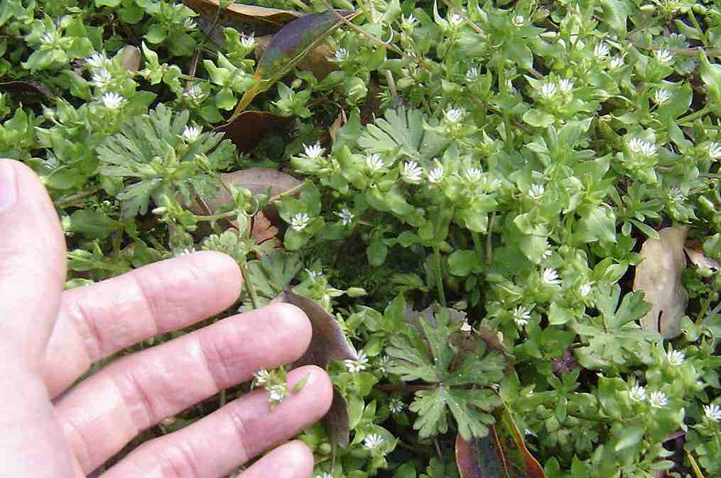 写真で見るハコベの見分け方 春の小さな白い花たち 2019 4 13 雑草をめぐる物語