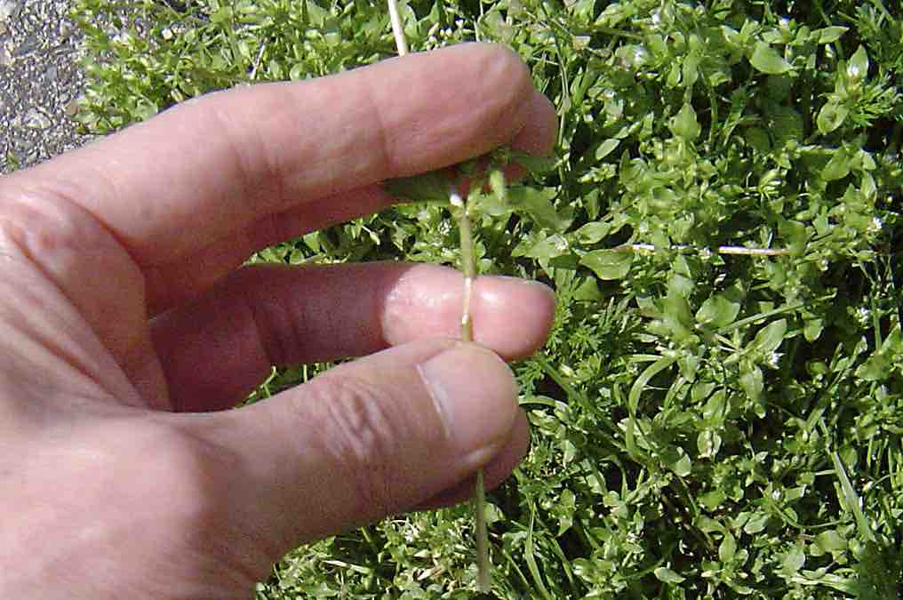 写真で見るハコベの見分け方 春の小さな白い花たち 19 4 13 雑草をめぐる物語