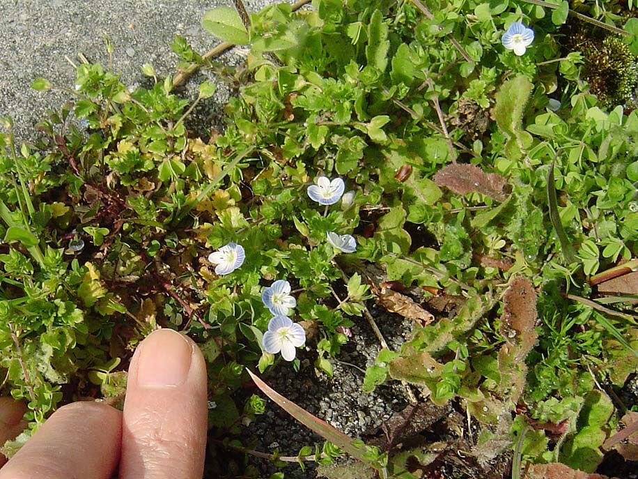 オオイヌノフグリはオオバコ科クワガタソウ属 クワガタムシは なぜ 鍬形虫 なのか 雑草をめぐる物語 オオイヌノフグリはオオバコ科クワガタソウ属 クワガタムシは なぜ 鍬形虫 なのか 雑草をめぐる物語