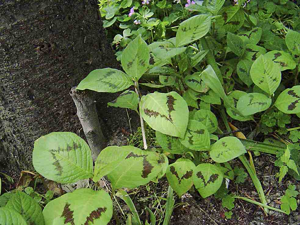 イヌタデ属のサインはv 6 3 雑草をめぐる物語