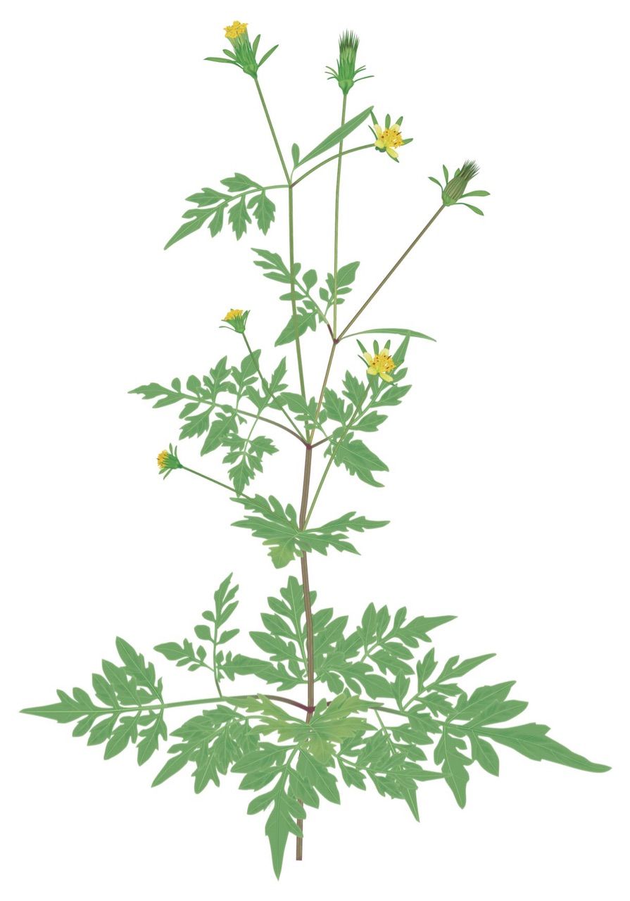 コバノセンダングサ 巻き添えを食う 雑草をめぐる物語
