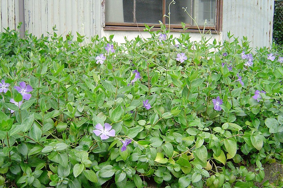 ツルニチニチソウ 綺麗な花には毒がある 雑草をめぐる物語