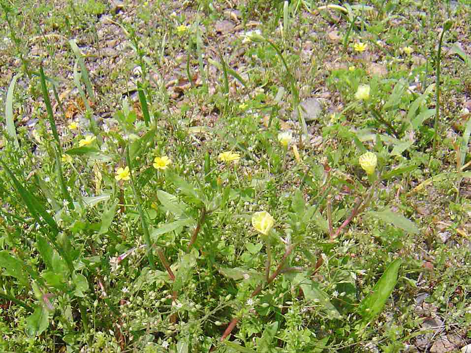 春の花は白から黄色へ 19 5 4 雑草をめぐる物語