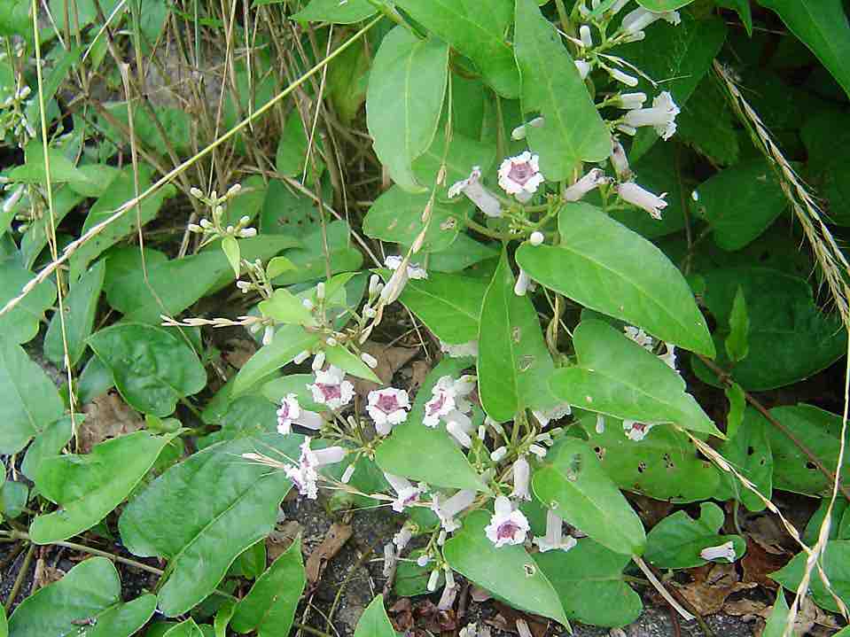 雑草 つる 性 植物 白い 花