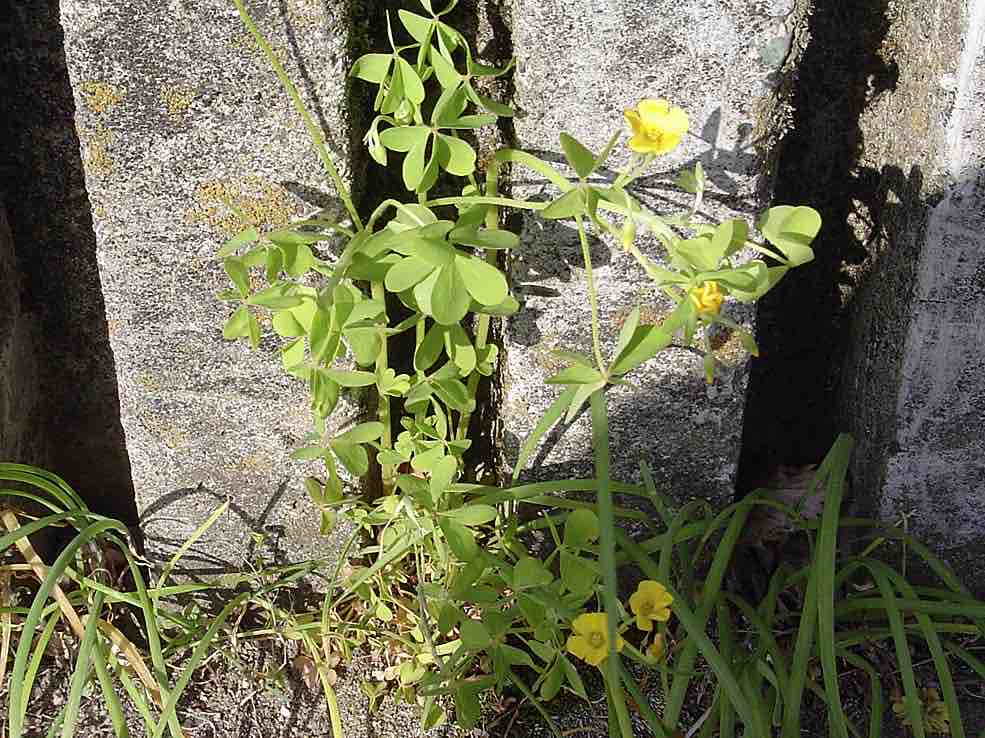 オッタチカタバミ カタバミ界の異端児 6 3 雑草をめぐる物語