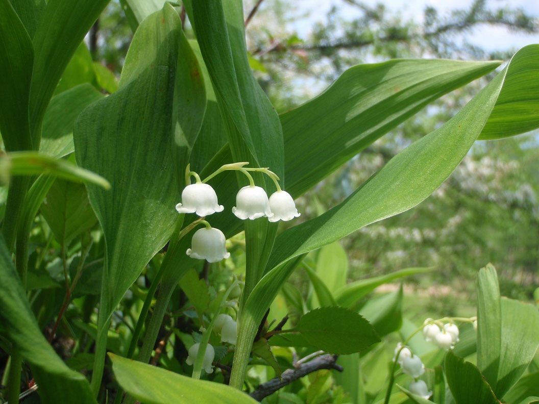 ニラの誤食 その1 間違えやすい植物一覧 雑草をめぐる物語