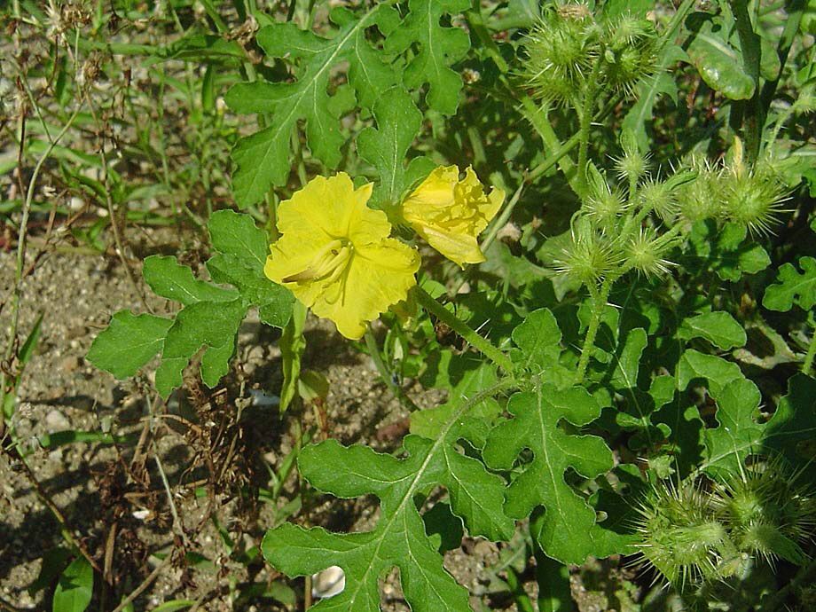 トマトダマシの困惑 雑草をめぐる物語