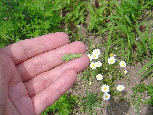 雑草をめぐる物語
