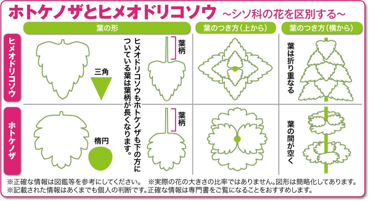 ホトケノザとヒメオドリコソウの見分け方 イラスト付き 雑草をめぐる物語