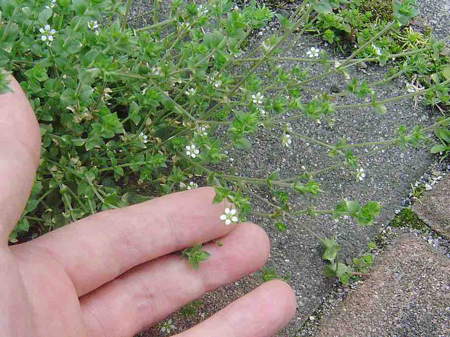 雑草散歩 春の小さな花たち 18 3 15 雑草をめぐる物語