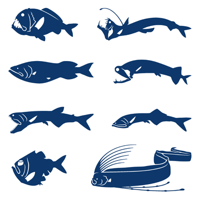 深海魚ってなんで水圧で潰れないん 雑学ちゃんねる 深海魚ってなんで水圧で潰れないん 雑学ちゃんねる