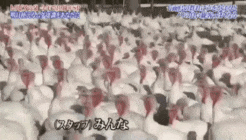 トリビアの泉 ここで検証の為に大袈裟な会場借りたらウケるやろなぁ 雑学ちゃんねる