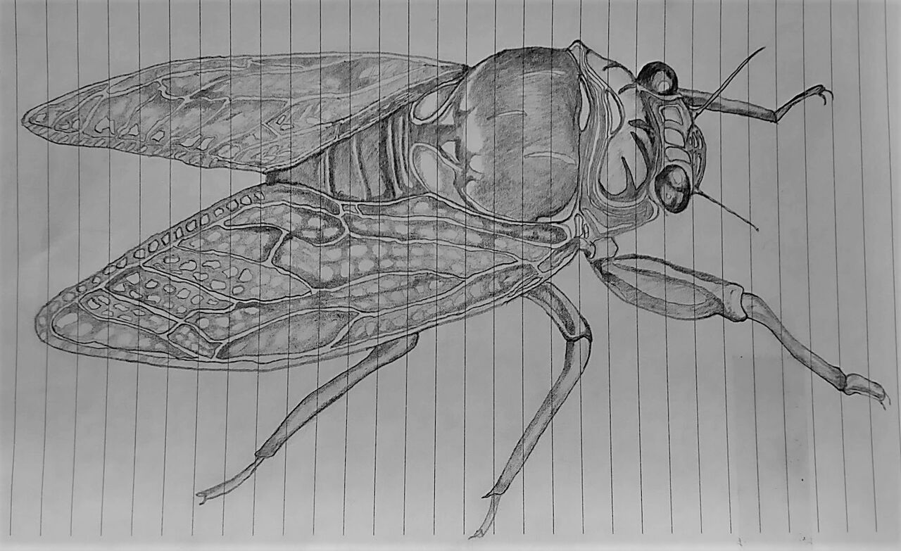 シャーペン画 セミは羽のスジを描くのが大変よ 絵とプログラミング シャーペン画 セミは羽のスジを描くのが大変よ 絵とプログラミング