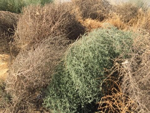 荒野の草② 大量の枯れ草が民家を襲う！ 米モンタナ州でえげつない量の“西部