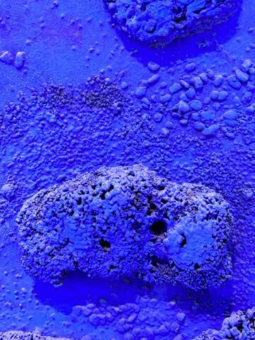 美術】イヴ・クライン／『スポンジのレリーフ、単色の青（RE 18