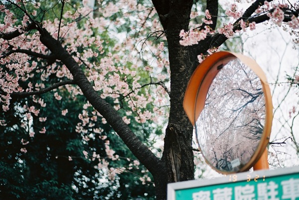 密蔵院 安行桜 / 川口市