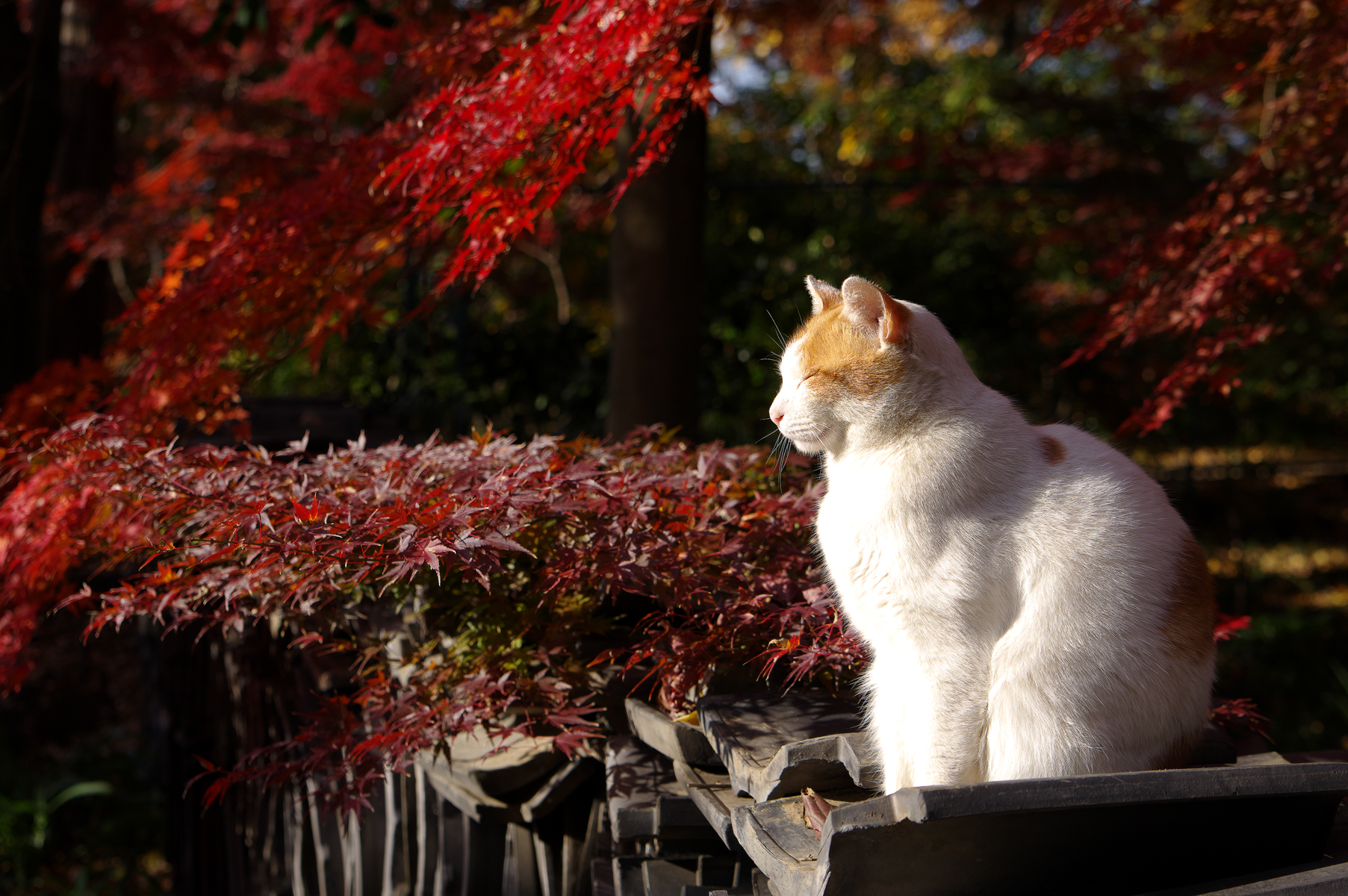 もみじねこ 50mmf2 Blog もみじねこ 50mmf2 Blog