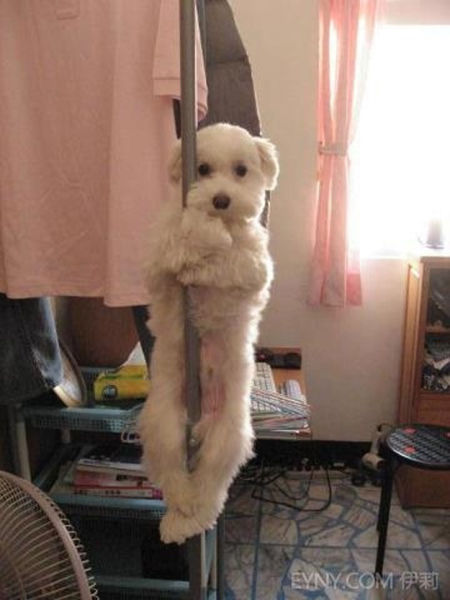 the_best_wtf_animals_pictures_for_2012_640_34