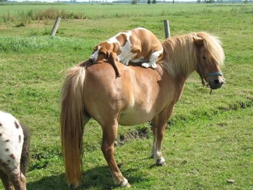 the_best_wtf_animals_pictures_for_2012_640_32