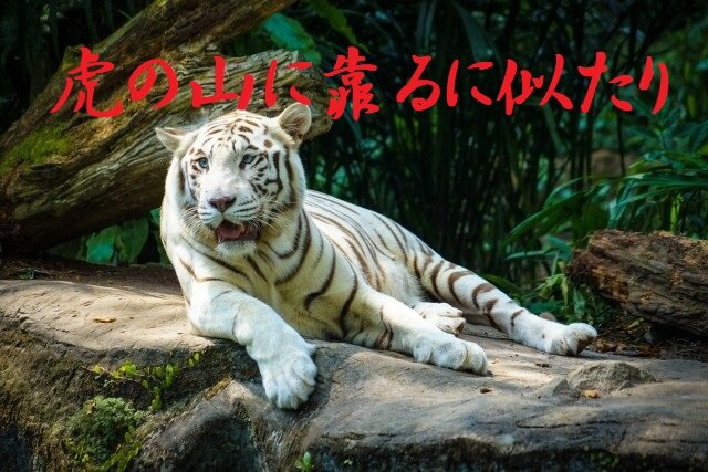 whitetiger_in_jungle2