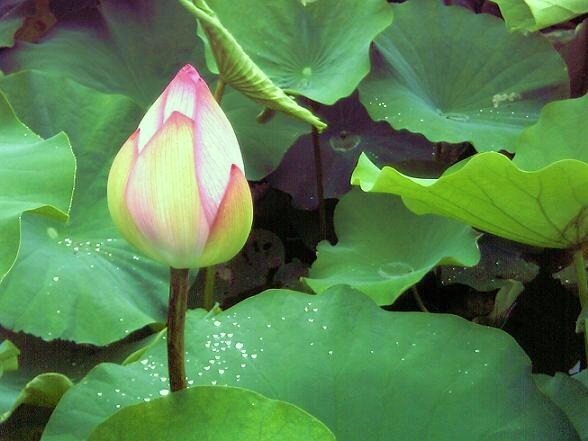 lotusleaves