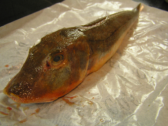 何の卵 イルンに居るんデス