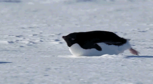 ペンギン お 人間やんけ 襲ったろ Zチャンネル Vip 2ちゃんねるまとめブログ ペンギン お 人間やんけ 襲ったろ Zチャンネル Vip 2ちゃんねるまとめブログ