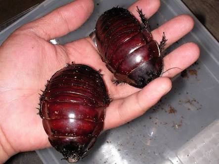 ガチ閲覧注意 ワイのオオゴキブリ画像集wwwwwww Zチャンネル Vip 2ちゃんねるまとめブログ ガチ閲覧注意 ワイのオオゴキブリ画像集wwwwwww Zチャンネル Vip 2ちゃんねるまとめブログ