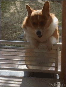 コーギーとかいうバカ犬wwwwwwwwwwwwwwwwwwwwwwwwwwwwwwwwwwww Zチャンネル Vip 2ちゃんねるまとめブログ コーギーとかいうバカ犬wwwwwwwwwwwwwwwwwwwwwwwwwwwwwwwwwwww Zチャンネル Vip 2ちゃんねるまとめブログ