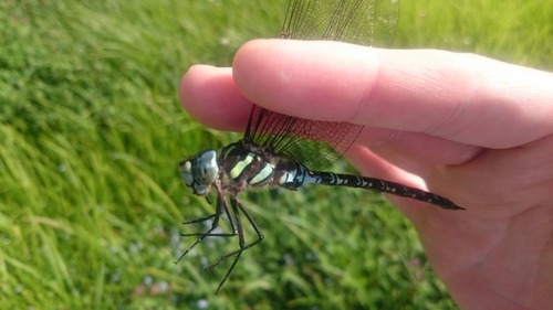 超朗報 ワイ ついにオニヤンマの捕獲に成功する Zチャンネル Vip 2ちゃんねるまとめブログ