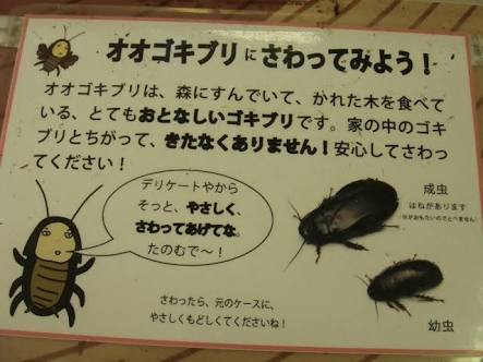 ガチ閲覧注意 ワイのオオゴキブリ画像集wwwwwww Zチャンネル Vip 2ちゃんねるまとめブログ ガチ閲覧注意 ワイのオオゴキブリ画像集wwwwwww Zチャンネル Vip 2ちゃんねるまとめブログ
