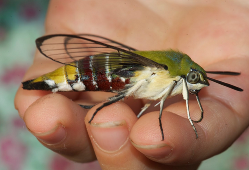 超朗報 ワイ ついにオニヤンマの捕獲に成功する Zチャンネル Vip 2ちゃんねるまとめブログ