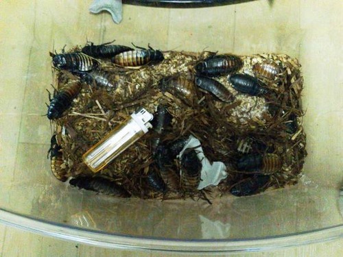 ガチ閲覧注意 ワイのオオゴキブリ画像集wwwwwww Zチャンネル Vip 2ちゃんねるまとめブログ ガチ閲覧注意 ワイのオオゴキブリ画像集wwwwwww Zチャンネル Vip 2ちゃんねるまとめブログ