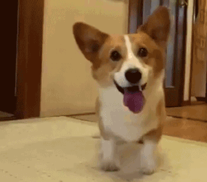 コーギーとかいうバカ犬wwwwwwwwwwwwwwwwwwwwwwwwwwwwwwwwwwww Zチャンネル Vip 2ちゃんねるまとめブログ コーギーとかいうバカ犬wwwwwwwwwwwwwwwwwwwwwwwwwwwwwwwwwwww Zチャンネル Vip 2ちゃんねるまとめブログ