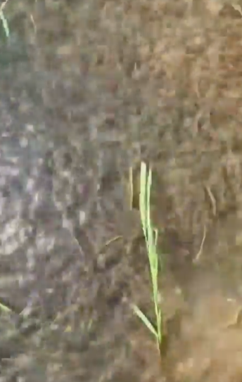 キャプチャ