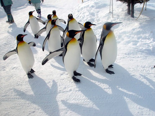 ペンギン なんか撮影してるンゴwwwwwwwwwwww Zチャンネル Vip 2ちゃんねるまとめブログ ペンギン なんか撮影してるンゴwwwwwwwwwwww Zチャンネル Vip 2ちゃんねるまとめブログ