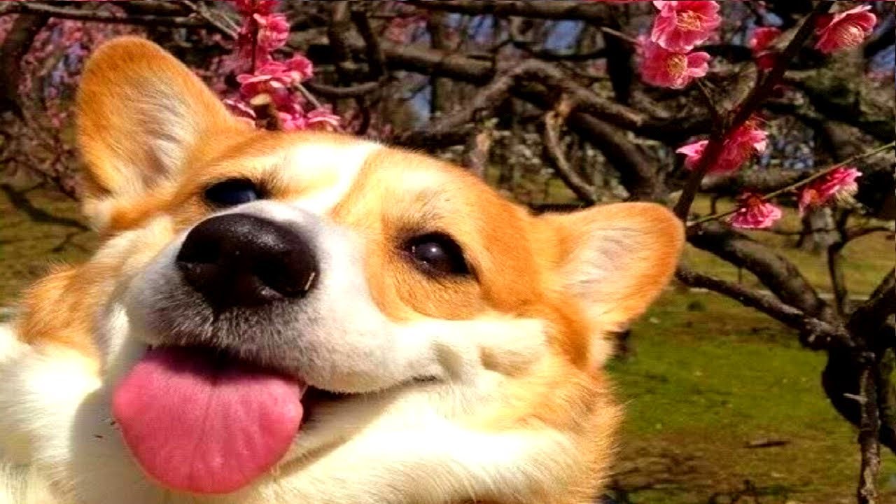 コーギーとかいうバカ犬ｗｗｗｗｗｗｗｗｗｗｗｗｗｗｗｗｗｗｗｗｗｗｗｗｗｗｗｗｗｗｗｗｗｗｗｗ Zチャンネル Vip 2ちゃんねるまとめブログ