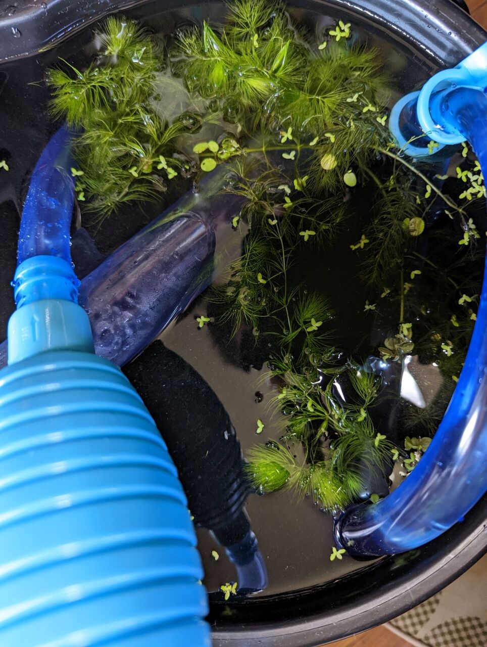 ウーパールーパー水槽を掃除するついでにレイアウト変更する ゆるアクアリウム Aのコーナー