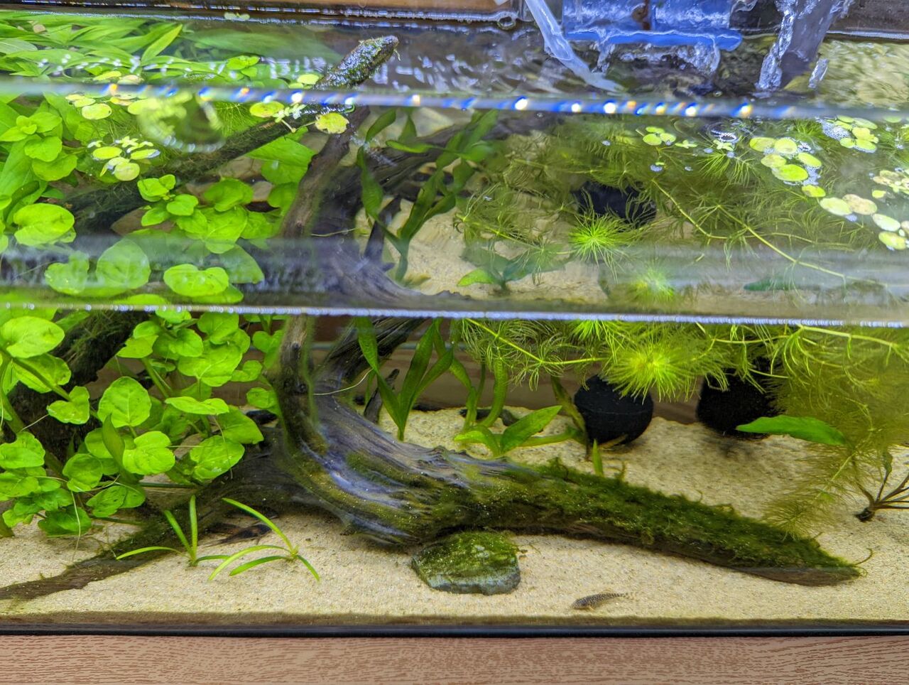 コリドラス水槽をリセットする ゆるアクアリウム Aのコーナー コリドラス水槽をリセットする ゆるアクアリウム Aのコーナー
