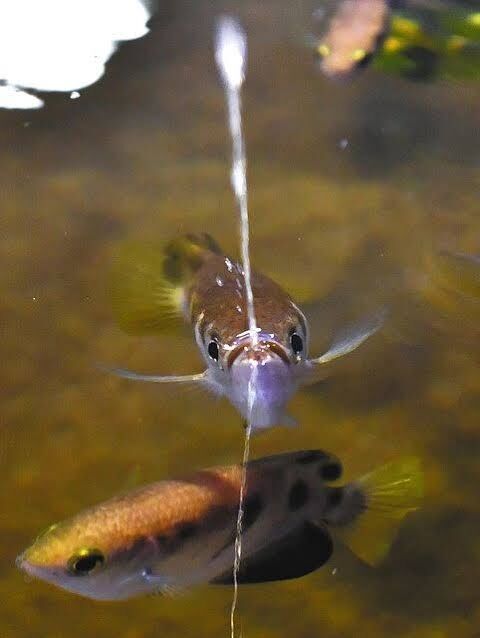 images (4)