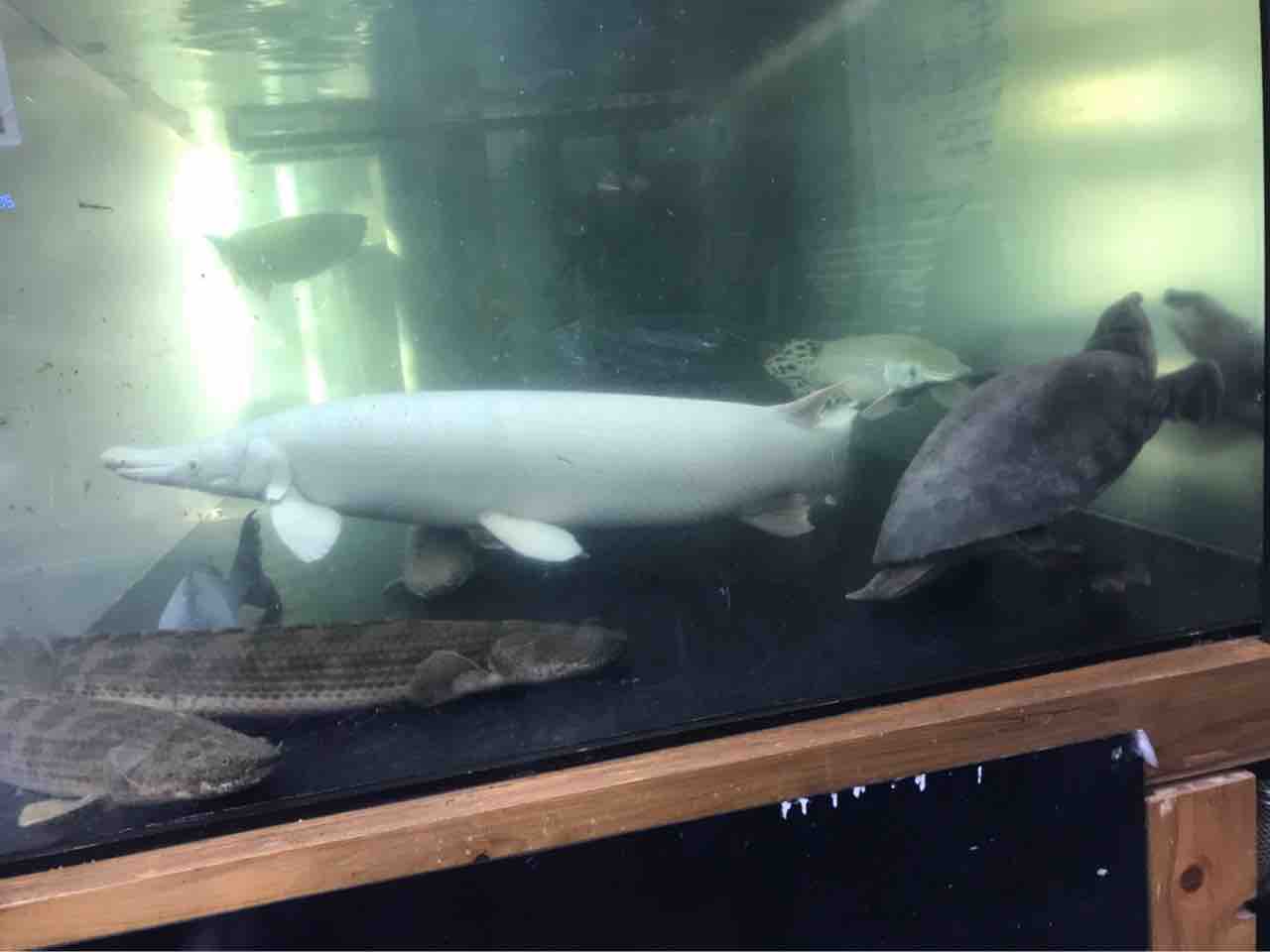デカイスッポンモドキもメーター越えの魚達と仲良く噛みもなく優雅に混泳中 大型熱帯魚屋 Zeebra デカイスッポンモドキもメーター越えの魚達と仲良く噛みもなく優雅に混泳中 大型熱帯魚屋 Zeebra