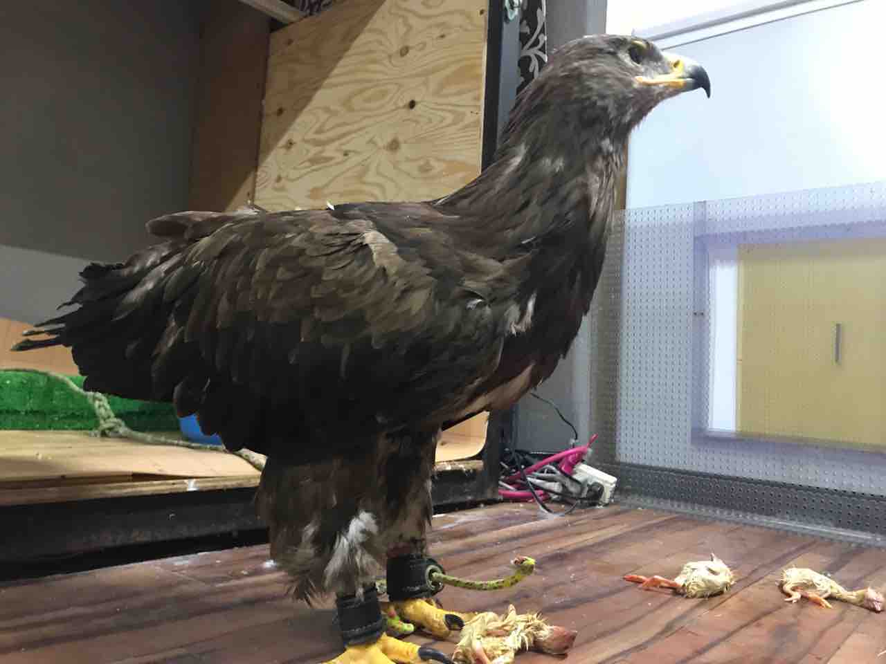 ソウゲンワシ入荷しました 大型熱帯魚屋 Zeebra