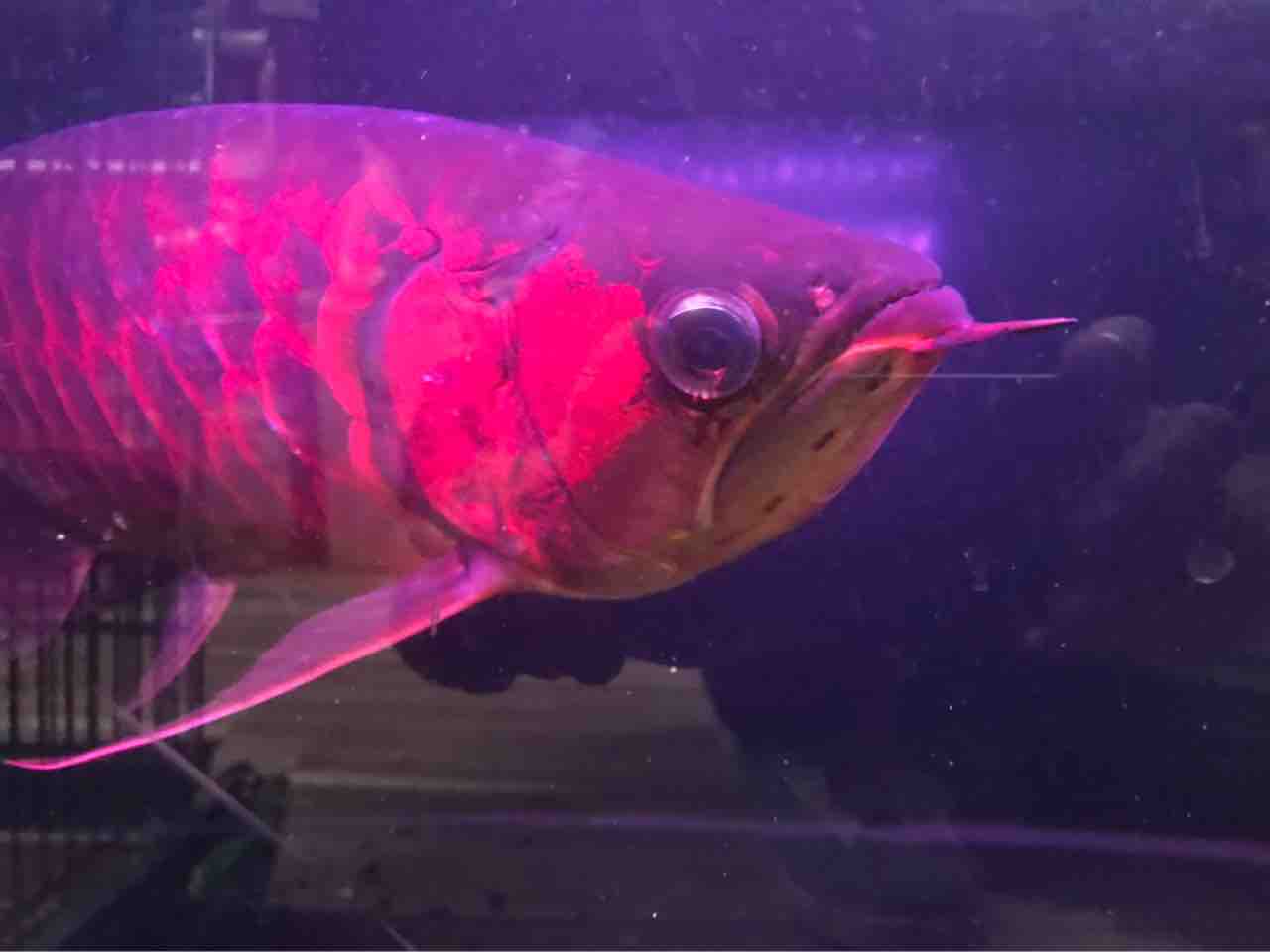 赤いスーパーレッド入荷50センチ12万 大型熱帯魚屋 Zeebra 赤いスーパーレッド入荷50センチ12万 大型熱帯魚屋 Zeebra