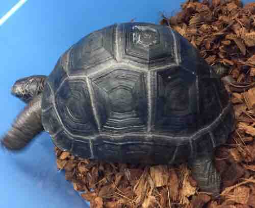 超極美 アルダブラゾウガメ セーシェル産 19センチ前後 : 大型熱帯魚